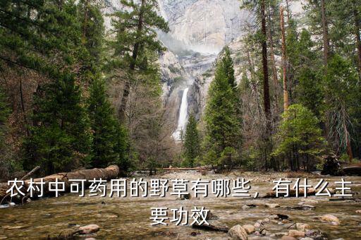 農(nóng)村中可藥用的野草有哪些，有什么主要功效