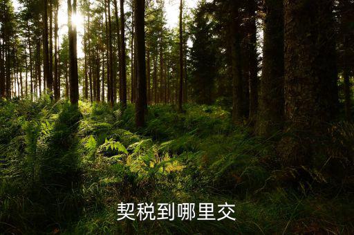 契稅可以在什么地方交，契稅到哪里交