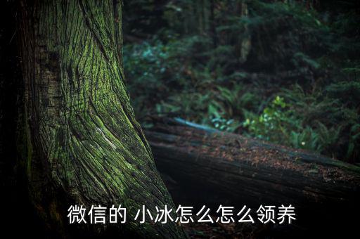 微信小冰怎么升級(jí),微軟小冰添新功能可與陌生人聊天!