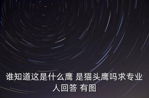 頭長的像鷹是什么鴿子，有那種飛禽類似鷹但又比鷹小專捕食鴿子