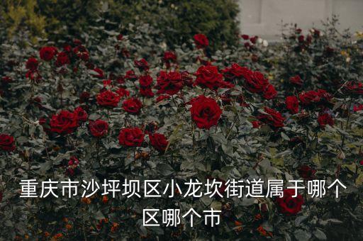  重慶市沙坪壩區(qū)小龍坎街道屬于哪個(gè)區(qū)哪個(gè)市
